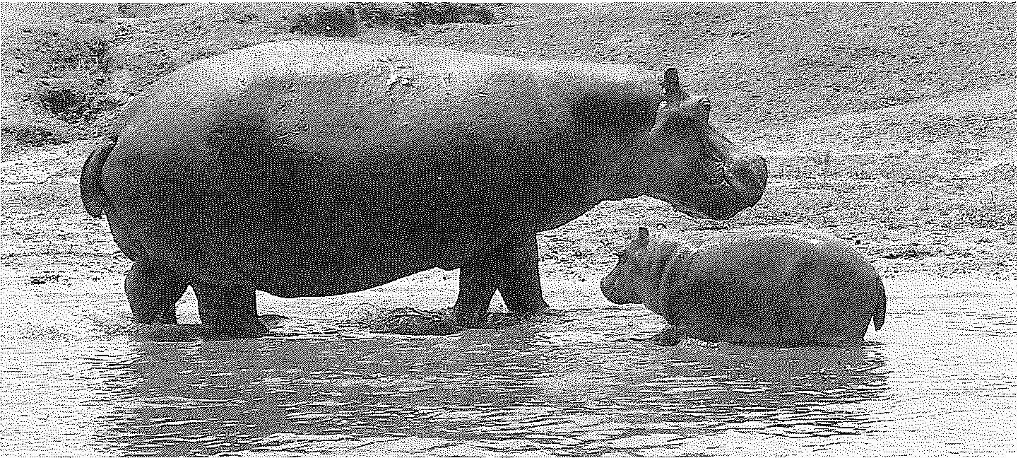 Only three things seemed to flourish under Idi Amin: vegetation, weaver birds and hippos.