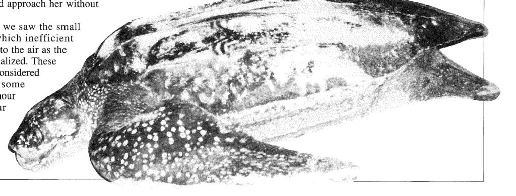 a leatherback turtle in profile, its ridged shell and pale-spotted flippers