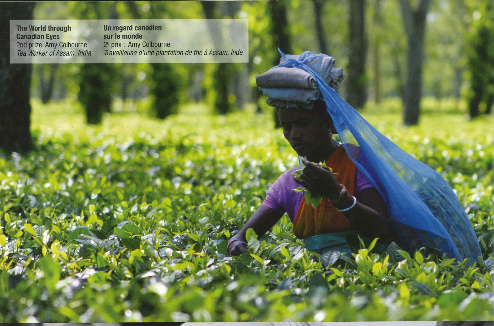 A woman carrying bundled cloth on her head picks leaves in a tea plantation // Une femme, du tissu plié sur la tête, cueille des feuilles dans une plantation de thé