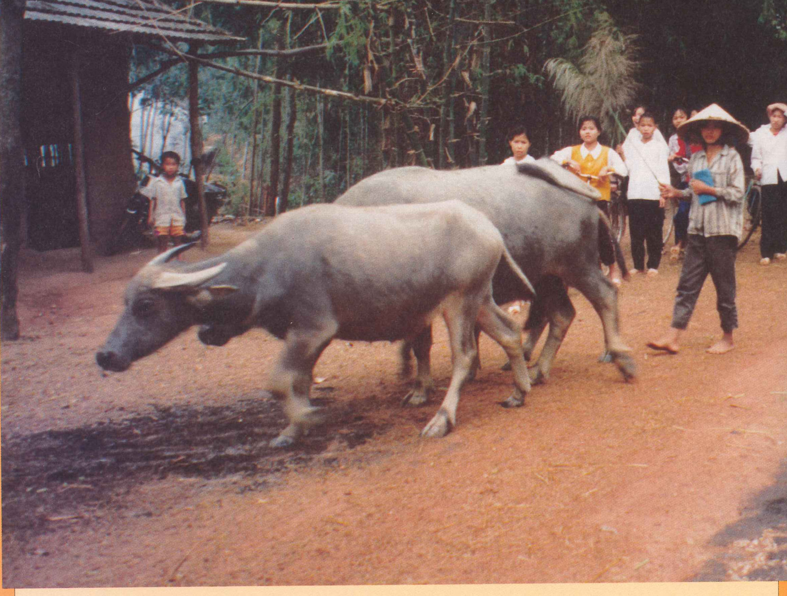 Water Buffalo on a country road outside Hanoi